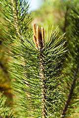 Image showing spruce forest, nature  