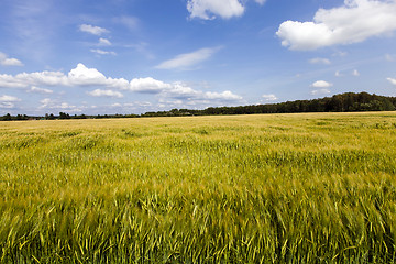 Image showing immature cereals , field
