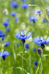 Image showing blue cornflower ,  spring