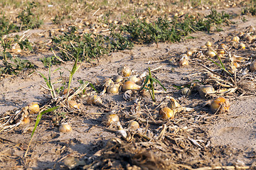 Image showing Harvesting onion field  