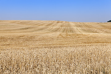 Image showing collection of rye crops  