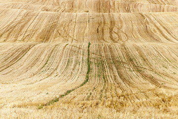 Image showing collection of rye crops  