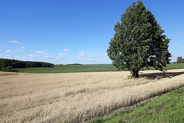 Image showing farm field cereals  