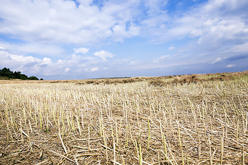 Image showing harvesting of rape  