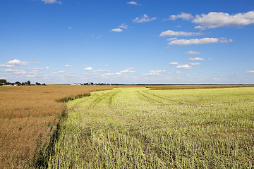 Image showing harvesting of rape  