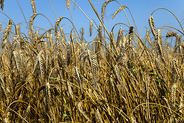 Image showing agriculture cereals. summer