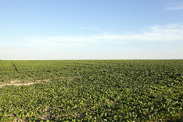 Image showing Field with sugar beet  