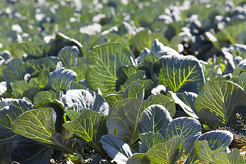 Image showing Field of cabbage, spring  