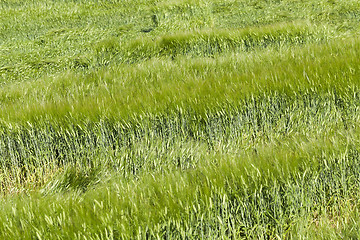 Image showing green cereals, close-up  