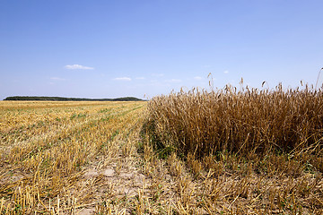 Image showing harvesting cereals , Agriculture