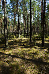 Image showing trees in spring  