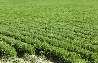 Image showing green carrot field  