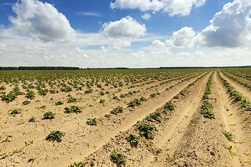 Image showing potato field , Belarus