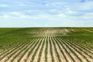 Image showing Corn field, summer  