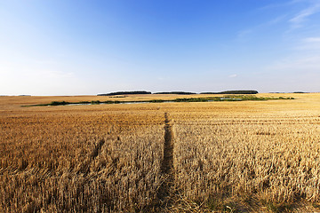 Image showing harvesting cereals , Agriculture