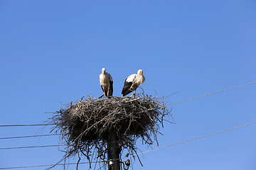 Image showing storks in the nest  