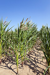 Image showing Corn field, summer time  