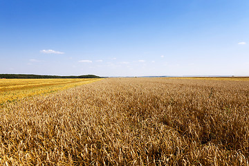 Image showing harvesting cereals , Agriculture