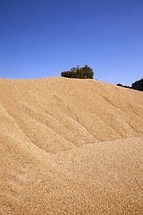 Image showing wheat crop , close up