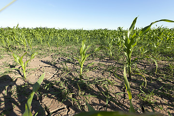 Image showing Corn field, summer 