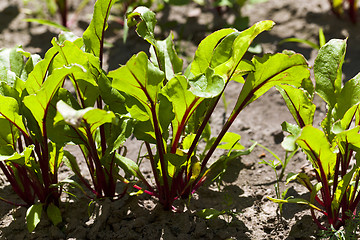 Image showing Field with red beetroot  