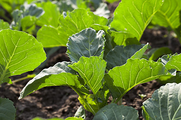 Image showing Field of cabbage, spring  