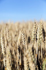 Image showing farm field cereals  