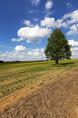 Image showing plowed for crop land  