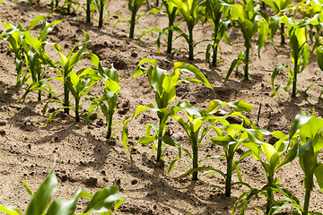 Image showing corn plants, spring