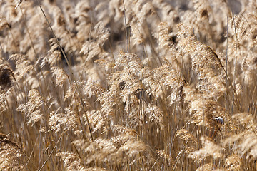 Image showing autumn grass, close-up  