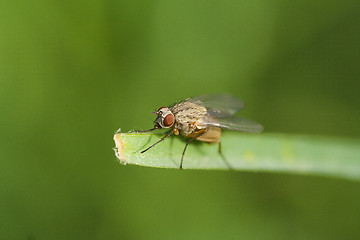 Image showing brown fly