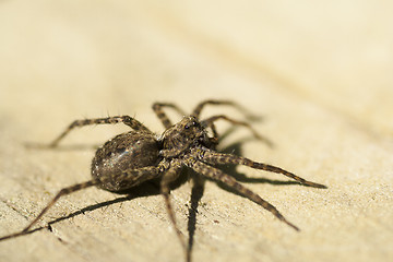 Image showing spider