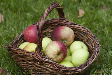 Image showing apples