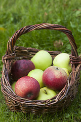 Image showing apples