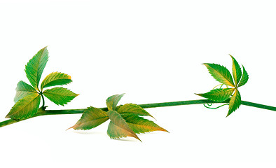 Image showing Twig of grapes leaves on white background