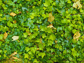 Image showing Green ivy background