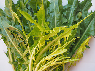 Image showing Catalonian chicory salad