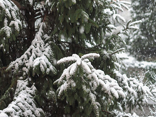 Image showing Winter scene with snow