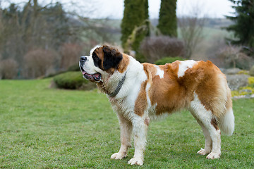 Image showing Portrait of a nice St. Bernard dog