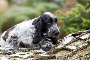 Image showing english cocker spaniel puppy