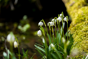 Image showing early spring snowflake flowers