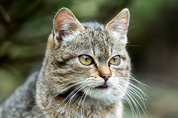 Image showing close up cat portrait 