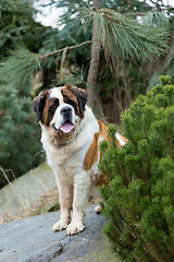 Image showing Portrait of a nice St. Bernard dog