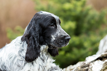 Image showing english cocker spaniel puppy