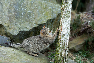 Image showing cat baby playing outdoor