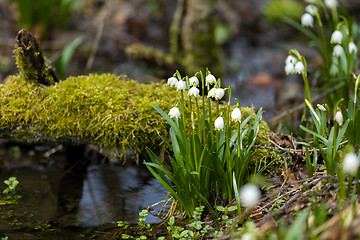 Image showing early spring snowflake flowers