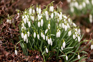 Image showing Snowdrop bloom in springtime