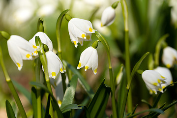 Image showing early spring snowflake flowers