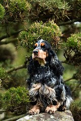 Image showing portrait of sitting english cocker spaniel