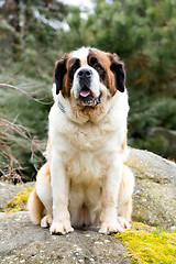 Image showing Portrait of a nice St. Bernard dog